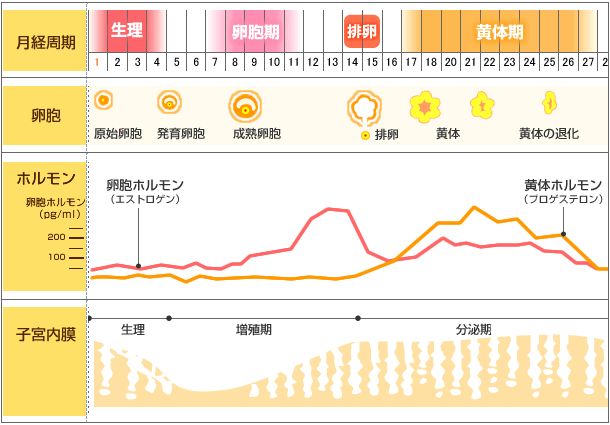 月経周期のしくみ